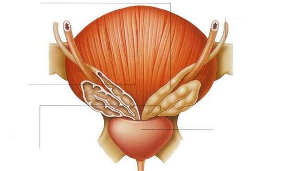 анатомия на простатата